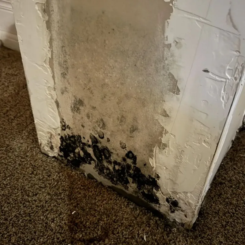 Professional Mold Removal in Maury County, TN